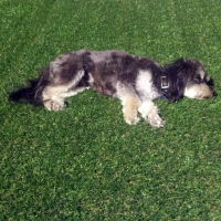 Artificial Lawn Borrego Springs, California Garden Ideas, Dogs