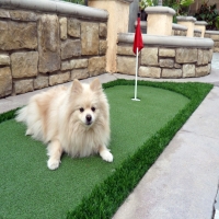 Fake Grass Carpet Jacumba, California Dog Hospital, Backyard Landscaping Ideas