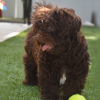 Fake Lawn Camp Pendleton South, California Artificial Grass For Dogs, Dogs