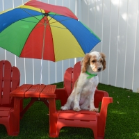 Installing Artificial Grass Santee, California Pictures Of Dogs, Dog Kennels