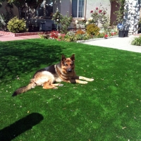 Outdoor Carpet Poway, California Dog Park, Dog Kennels