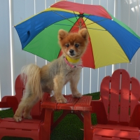 Synthetic Turf Valley Center, California Pet Turf, Dogs Runs