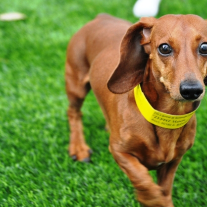 Artificial Grass Installation Julian, California Dog Parks, Dog Kennels