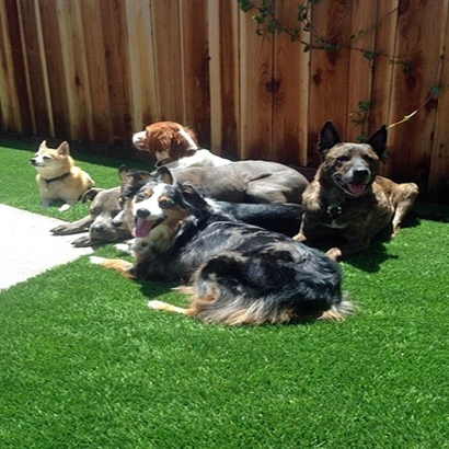 Artificial Turf Cost San Pasqual, California Dog Run, Dogs Park
