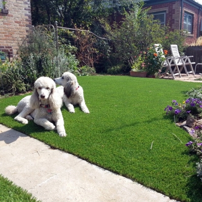 Faux Grass Rancho San Diego, California Design Ideas, Dogs