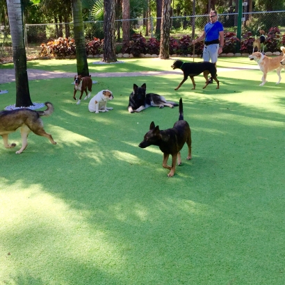 Grass Turf Fairbanks Ranch, California Dog Park, Grass for Dogs