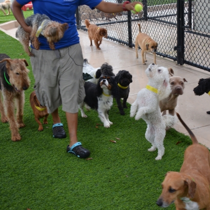 Synthetic Lawn Boulevard, California Artificial Turf For Dogs, Dog Kennels