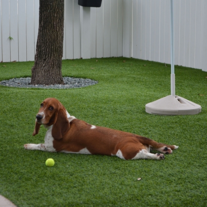 Synthetic Lawn Winter Gardens, California Dog Pound, Dogs Runs