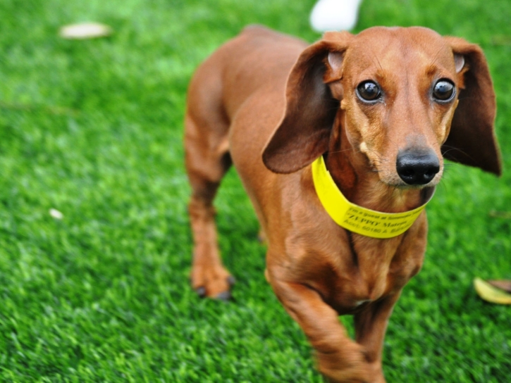 Artificial Grass Installation Julian, California Dog Parks, Dog Kennels