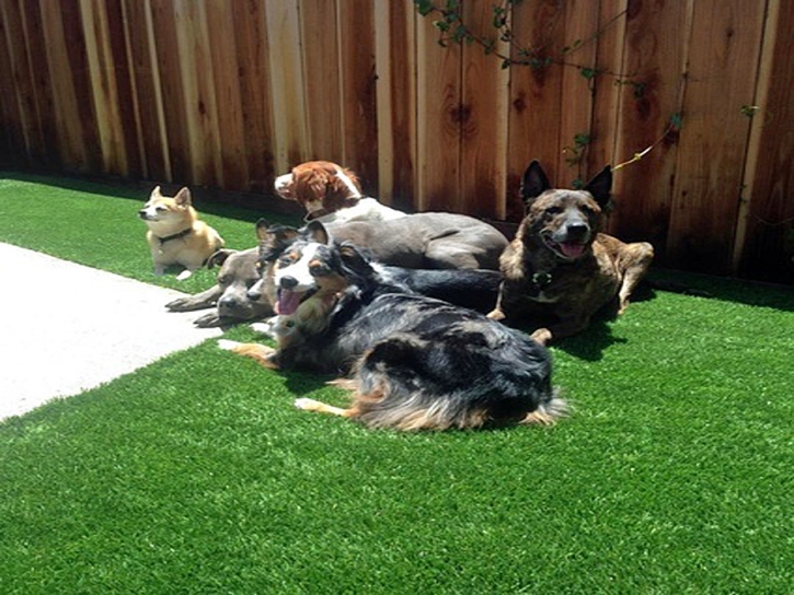 Artificial Turf Cost San Pasqual, California Dog Run, Dogs Park