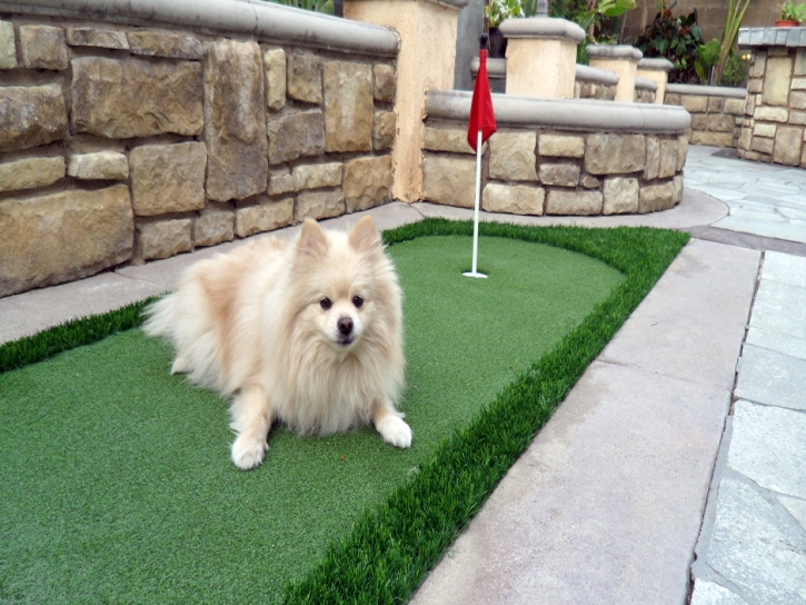 Fake Grass Carpet Jacumba, California Dog Hospital, Backyard Landscaping Ideas