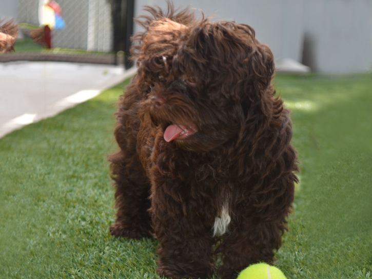 Fake Lawn Camp Pendleton South, California Artificial Grass For Dogs, Dogs