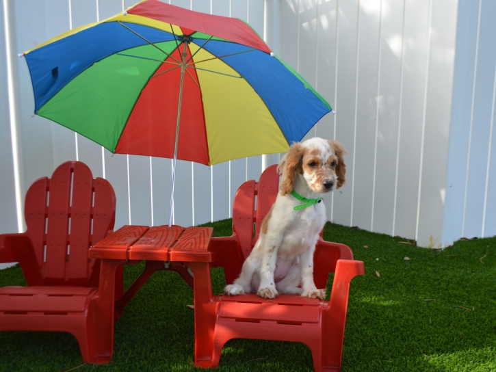 Installing Artificial Grass Santee, California Pictures Of Dogs, Dog Kennels