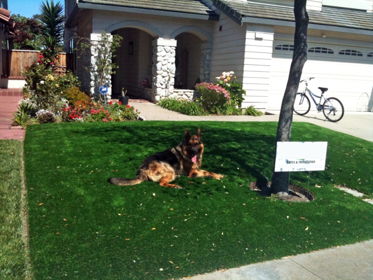 Lawn Services Camp Pendleton South, California Cat Playground, Front Yard Design