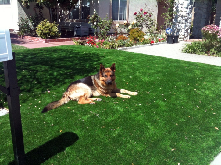 Outdoor Carpet Poway, California Dog Park, Dog Kennels