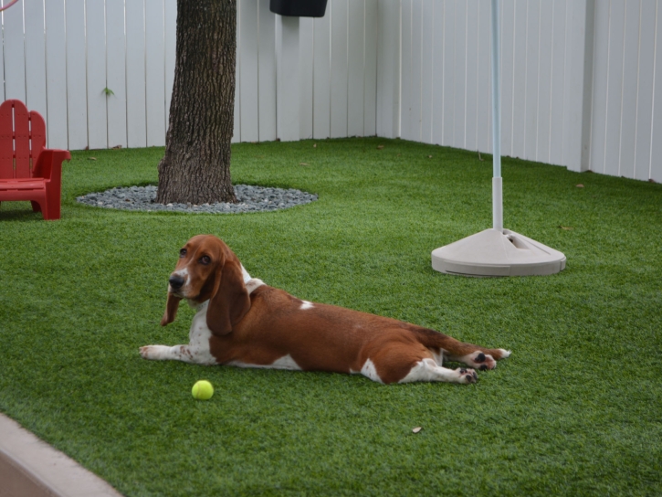 Synthetic Lawn Winter Gardens, California Dog Pound, Dogs Runs