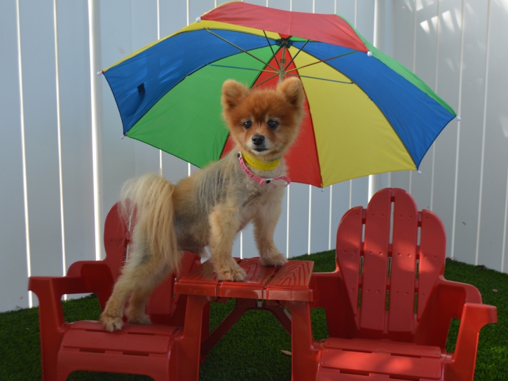 Synthetic Turf Valley Center, California Pet Turf, Dogs Runs