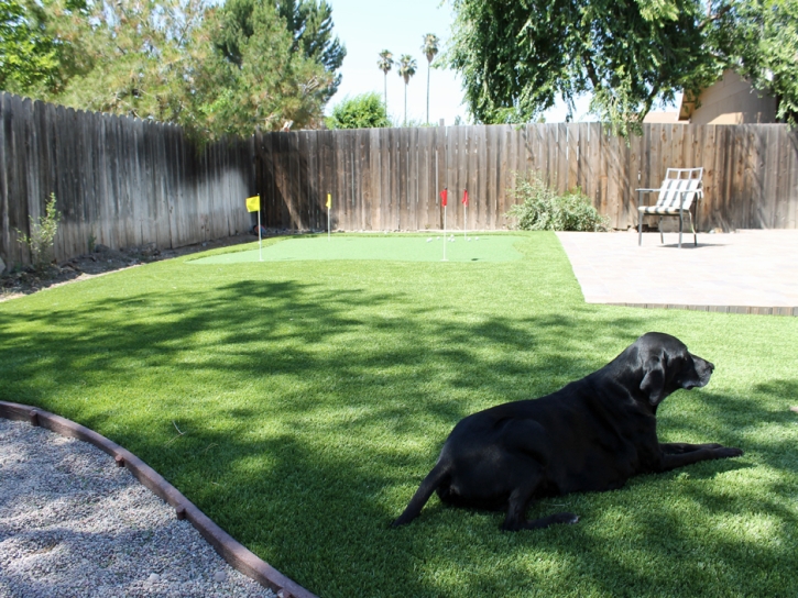 Turf Grass Harbison Canyon, California Dog Parks, Backyard Makeover